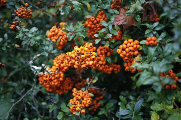 covenant of fruitfulness